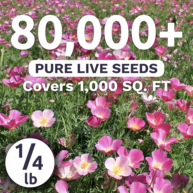 California Purple Gleam Poppy Wildflower Seeds - Bulk 1/4 Pound Bag