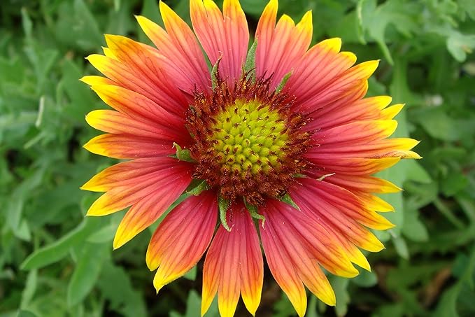 1000 Indian Blanket Flower Seeds for Planting 2 Grams of Seeds Gaillardia Pulchella USA Harvested pollinator bee Butterfly