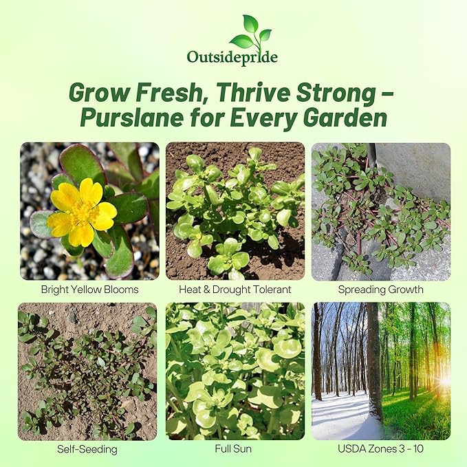 Outsidepride Green Purslane Seeds for Planting - 5,000 Pcs Annual, Easy to Grow, Vitamin-Rich & Drought Tolerant Succulent Seeds for Culinary, Xeriscaping, Containers & Hanging Baskets