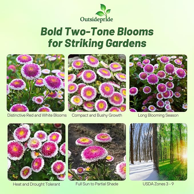 Outsidepride Tall Pompon Hi-no-Maru Aster Seeds - 1000 Pcs. Annual, Hardy & Pollinator Friendly Flower Seeds for Planting Vibrant Disc-Shaped White-Red Blooms, Ideal for Meadows & Aesthetic Gardens