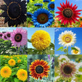 Mixrug Mix Sunflower Seeds for Planting, 500+pcs Rare Perennial Sunflower Flowers Seeds to Plant, Non-GMO Heirloom Colored Beauty Flowers Plants Attracts Pollinators for Home Garden Outdoors