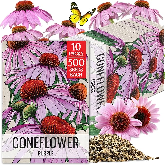 Seed Needs Coneflower Seeds for Planting Purple Echinacea Coneflowers - Heirloom & Open Pollinated Perennial Medicinal Flower - Perfect Wildflowers for a Butterfly Garden (10 Packs)