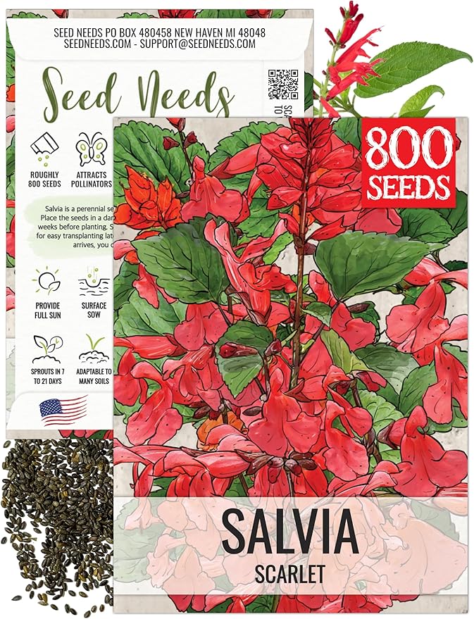 Seed Needs, Scarlet Red Sage Seeds - 800 Heirloom Seeds for Planting Salvia coccinea - Perennial Wildflower for an Outdoor Garden, Open Pollinated & Attracts Pollinators (1 Pack)