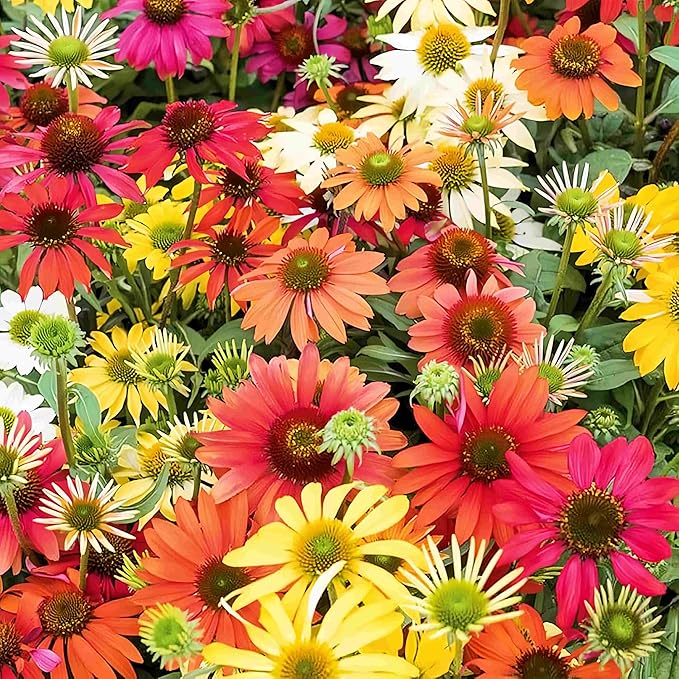2100pcs Coneflower Seeds (Echinacea) Perennial Flower Seeds Long Blooming for Outdoor Garden Planting