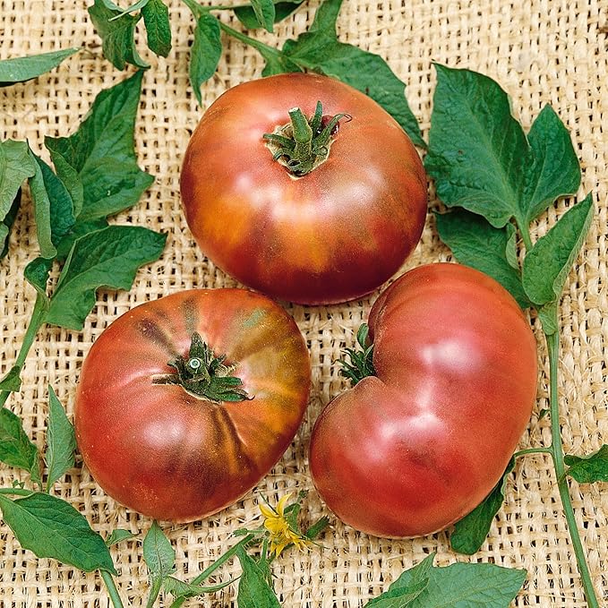 Brandywine Black - Potato Leaf Tomato Seeds - 300 Mg Packet ~65 Seeds - Non-GMO, Heirloom - Vegetable Garden - Solanum lycopersicum