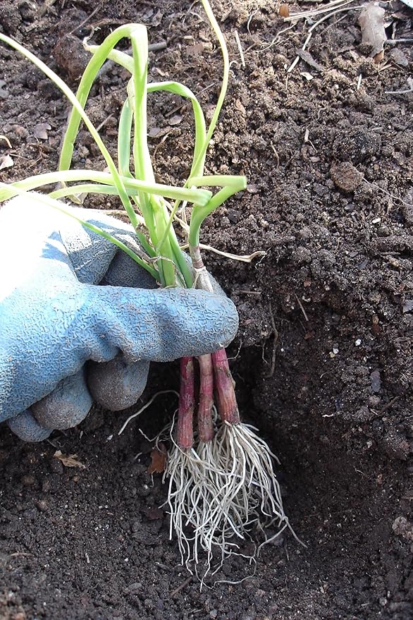 Bonnie Plants Candy Onion, Live Plant, Day-Neutral Onion Set, Disease-Resistant Sweet Onion Ideal for Raised Beds and In-Ground Gardens, 4-Pack