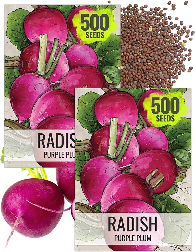 Seed Needs Radish Seeds for Planting Purple Plum Radishes - Non-GMO Heirloom & Untreated - Grow a Home Grown Vegetable Garden - Cool Weather Crops (2 Packs)