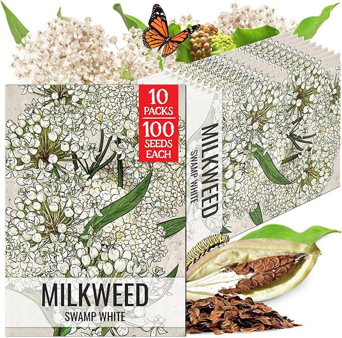 Seed Needs Milkweed Seeds for Planting White Asclepias incarnata - Heirloom & Open Pollinated Wildflower Seed to Plant Perennial Flowers in a Butterfly Garden (10 Packs)