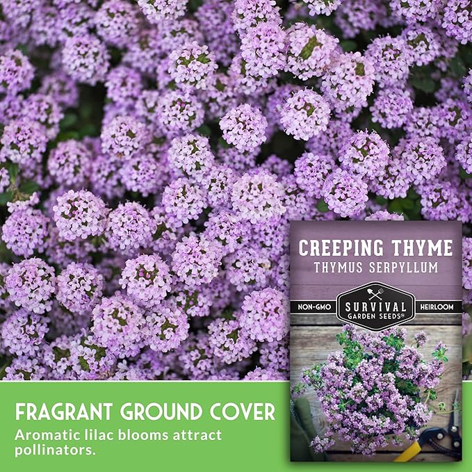Creeping Thyme Seeds - Perennial Ground Cover Herb for Planting, Low Growing Lawn Alternative, Pollinator Friendly Garden - Heirloom Non-GMO Open Pollinated - Survival Garden Seeds (1 Pack)