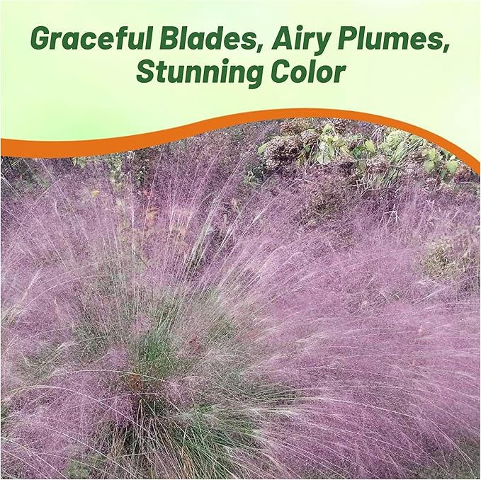 Outsidepride 500 Seeds Perennial Eragrostis Spectabilis Ornamental Love Grass Seed for Planting