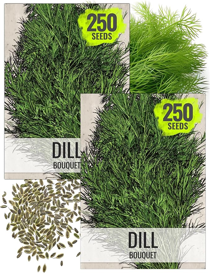 Seed Needs Dill Seeds for Planting Bouquet Herbs - Non-GMO Heirloom & Untreated Herb Seed to Plant a Home Grown Indoor/Outdoor Garden (2 Packs)