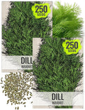 Seed Needs Dill Seeds for Planting Bouquet Herbs - Non-GMO Heirloom & Untreated Herb Seed to Plant a Home Grown Indoor/Outdoor Garden (2 Packs)