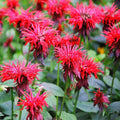 Outsidepride Scarlet Bee Balm Seeds - 500 Pcs Perennial, Easy to Grow & Pollinator Friendly Monarda Didyma Flower Seeds for Planting Mint Scented Leaves & Edible Blooms, Ideal for Teas & Potpourri