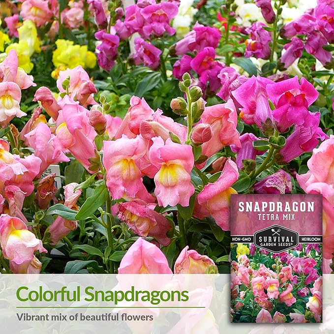 Survival Garden Seeds - Snapdragon Tetra Mix Seed for Planting - 3 Packs with Instructions to Plant and Grow Beautiful Colorful Flowers in Your Home Vegetable Garden - Non-GMO Heirloom Variety
