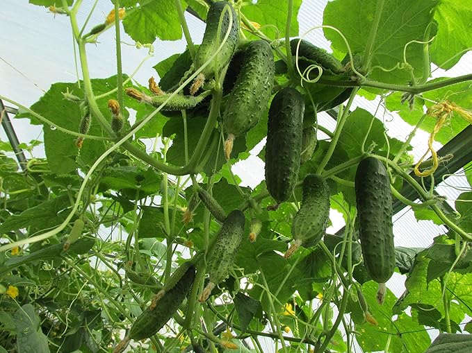 Seeds Vegetable Cucumber Vine Grape F1 Green - 20 Seeds