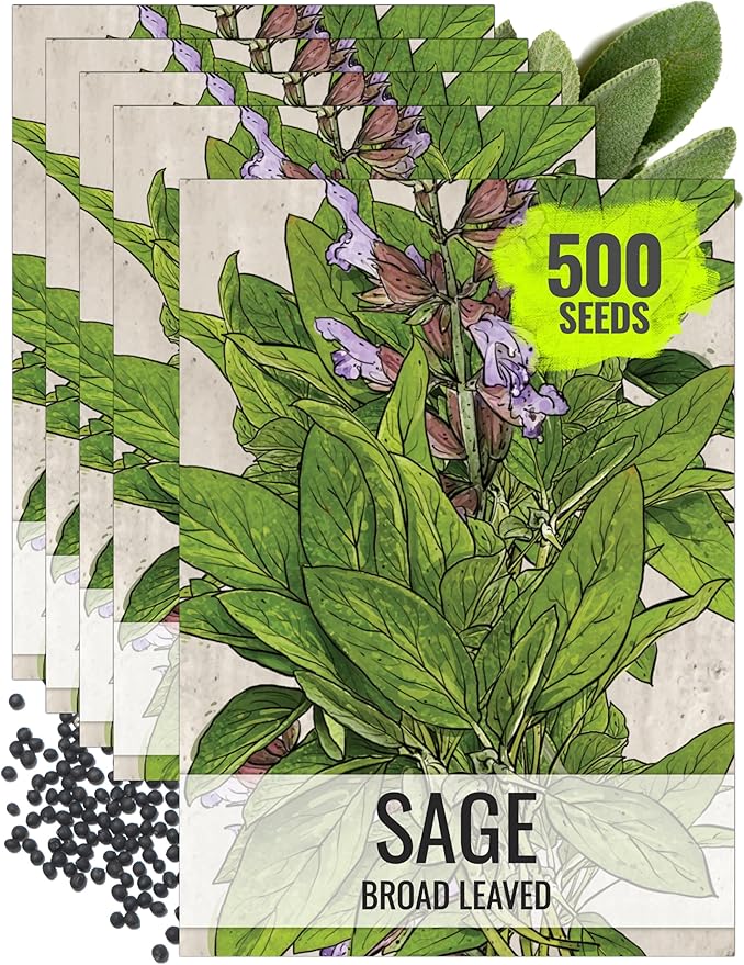 Seed Needs Sage Seeds for Planting Broad Leaved Herbs - Non-GMO Heirloom & Untreated Culinary Herb Seed to Plant a Home Grown Garden Indoors or Outdoors (5 Packs)