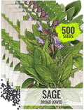 Seed Needs Sage Seeds for Planting Broad Leaved Herbs - Non-GMO Heirloom & Untreated Culinary Herb Seed to Plant a Home Grown Garden Indoors or Outdoors (5 Packs)