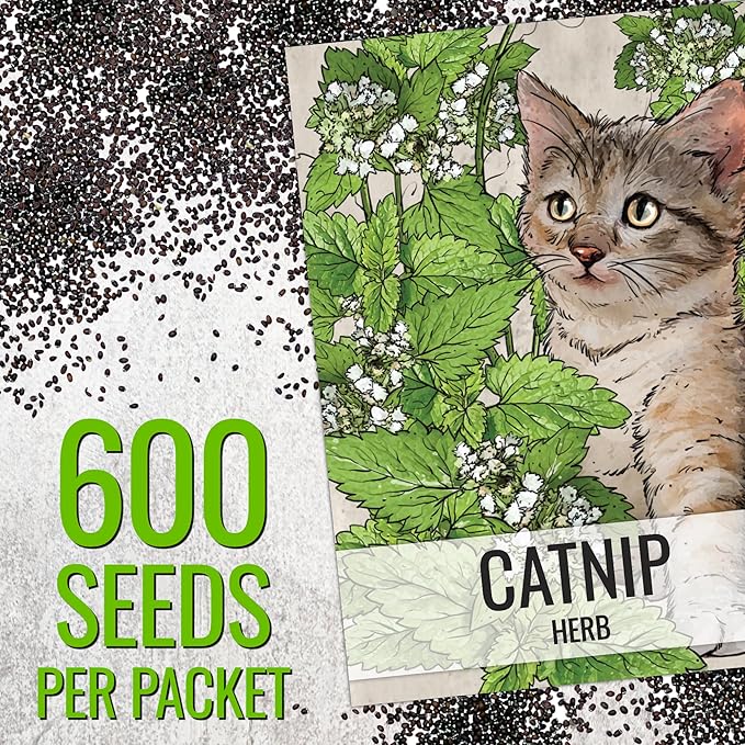 Seed Needs, Catnip Seeds for Cats - 600 Heirloom Seeds for Planting Nepeta cataria - Perennial Flowering Herb for Indoor Growing Non-GMO & Untreated (5 Packs)