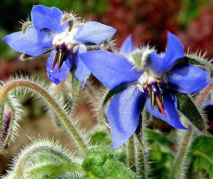 KIRA SEEDS - Seeds Borage - Annual Heirloom Herb - GMO Free