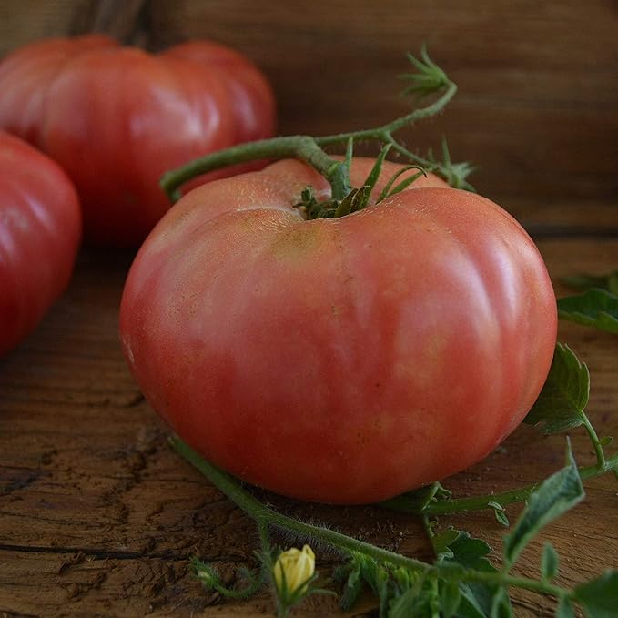 1884 Pink Slicing Tomato - 25 Seeds - Heirloom & Open-Pollinated Variety, Rare Heirloom, USA-Grown, Non-GMO Vegetable Seeds for Planting Outdoors in The Home Garden, Thresh Seed Company
