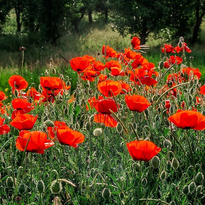 Outsidepride Red Poppy Seeds for Planting - 30000 Pcs. Annual, Drought-Tolerant & Easy to Grow Wildflower Seeds with Vibrant Red Blooms for Landscaping, & Pollinator Garden
