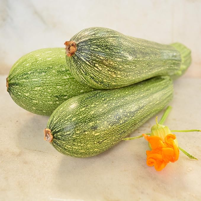 Grey Zucchini - 25 Seeds - Heirloom Zuccchini Variety, Popular for Calabacitas, Non-GMO Heirloom Zucchini Seeds for Planting Outdoors in The Home Garden, Thresh Seed Company