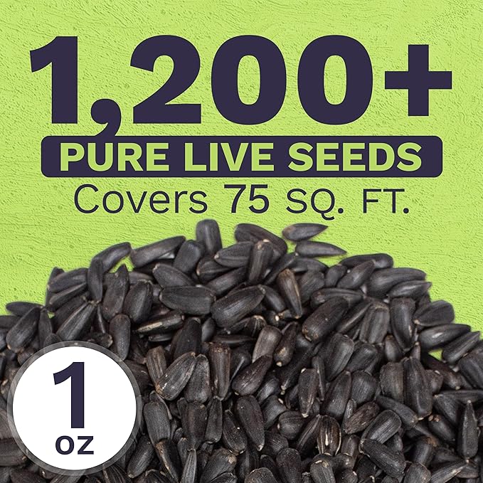 Giant Teddy Bear Sunflower Seeds - Extra Large 1 Ounce Packet - Over 1,200 Fresh Open Pollinated Non-GMO Flower Seeds - Helianthus annus - Hundreds of Fluffy Yellow Petals