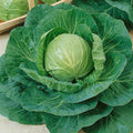 Green Express Cabbage Seeds - 4 Oz ~27200 Seeds - Non-GMO, Heirloom - Vegetable Garden, Growing Microgreens - Brassica oleracea