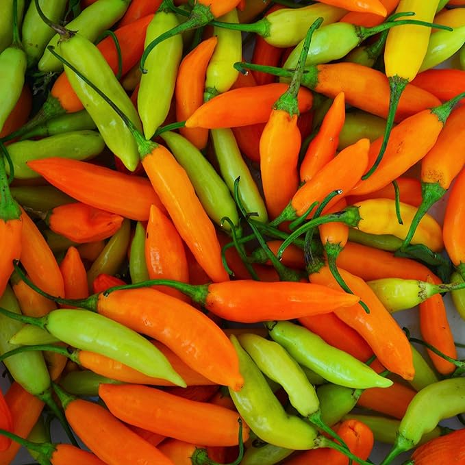Aji Amarillo Peruvian Chile Pepper - 25 Seeds - Heirloom & Open-Pollinated Variety, USA-Grown Chili Seeds, Non-GMO Vegetable Seeds for Planting Outdoors in The Home Garden, Thresh Seed Company