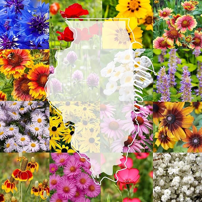 Illinois Bulk Perennial Wildflower Seed Mix 1lb Covers 2,000sq-ft - Attract Pollinators, Multi-Color Blooms - Midwest US Species Plant in Spring/Fall - Earth-Friendly Packaging (1 Pound)