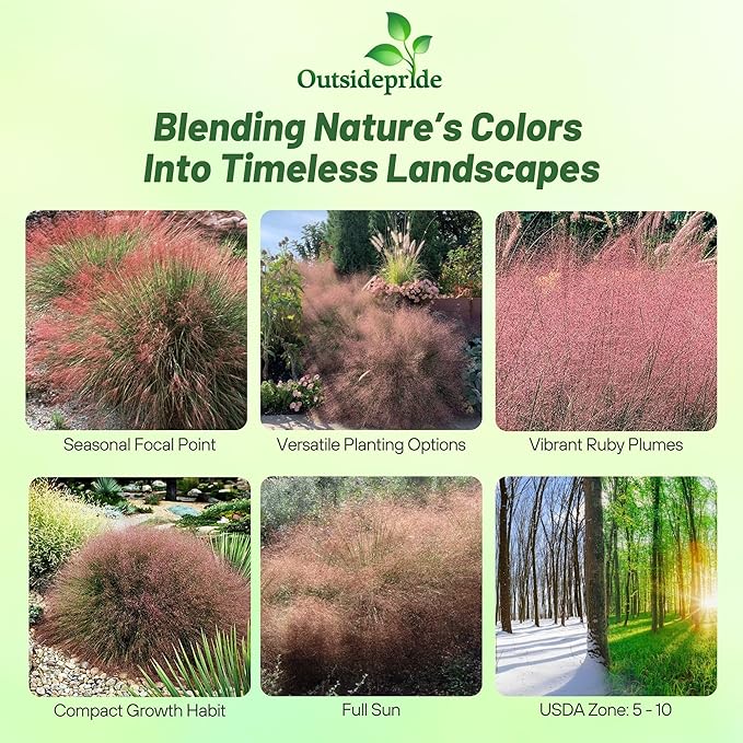 Outsidepride Ruby Muhly Ornamental Grass Seeds - 50 Pcs, Perennial, Drought Tolerant, Low Maintenance, Ornamental Tall Grass Plants, Fast Growing for Landscaping, Outdoor Garden, Privacy Plants