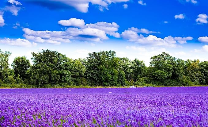 9500pcs Lavender Perennial Flower Seeds for Planting, Non-GMO Heirloom Purple Lavender Perennial Wildflower Plant Seeds, Open Pollinated Beauty Home Garden Flowers in Outdoors Indoors