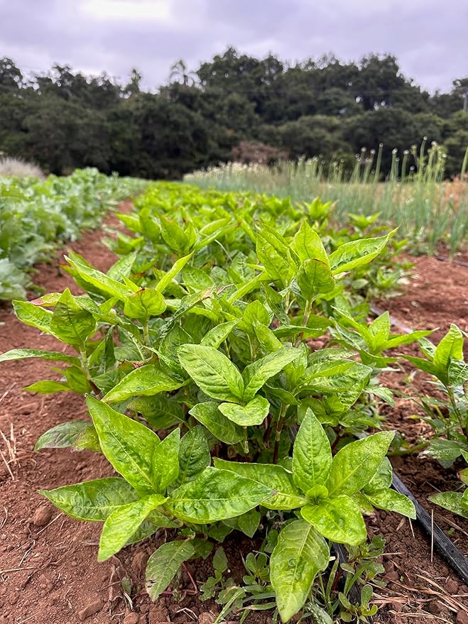 Plant Good Seed Japanese Indigo Seeds for Planting: Grow for Plant Dye, Makes Green Blue Colors - 200 Seed Packet