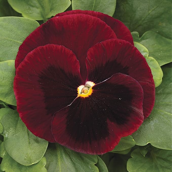 Outsidepride Big Red Viola Pansy Seeds for Planting - 50 Pcs. Biennial, Cold-Hardy & Pollinator Friendly Flowers with Fragrant Blooms for Garden Beds, Borders & Container Displays