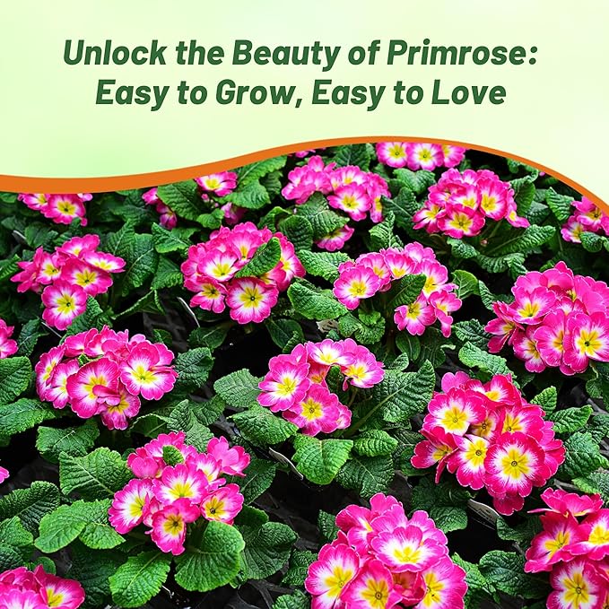 Outsidepride Danova Rose White Common Primrose Seeds - 50 Pcs Annual, Hardy, Easy to Grow & Low Maintenance Flower Seeds for Planting Vibrant Soft Blooms, for Containers, Borders & Erosion Control