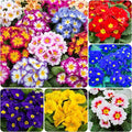 200+Mixed Primrose Primula Flower Seeds to Plant Outdoor-Perennial Primula Malacoides Seeds for Planting Non-GMO Heirloom