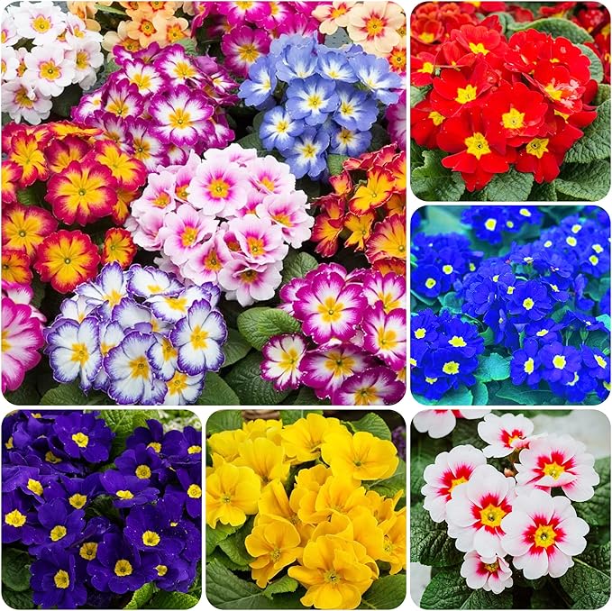 200+Mixed Primrose Primula Flower Seeds to Plant Outdoor-Perennial Primula Malacoides Seeds for Planting Non-GMO Heirloom