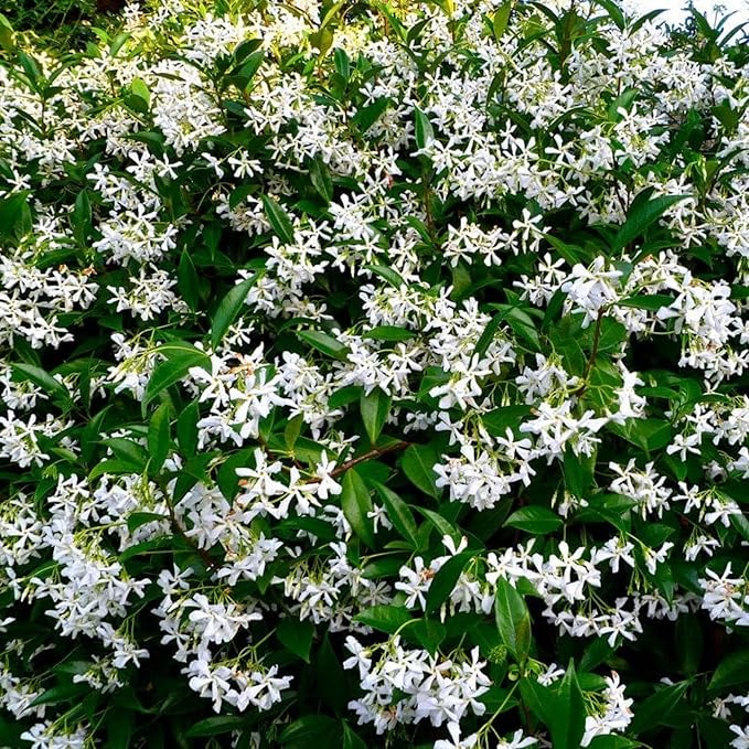 150+ Climbing Jasmine Flower Seeds for Planting Fragrant Plant Seeds Non-GMO Garden Home Jasmine Climbing Flower