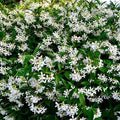 150+ Climbing Jasmine Flower Seeds for Planting Fragrant Plant Seeds Non-GMO Garden Home Jasmine Climbing Flower