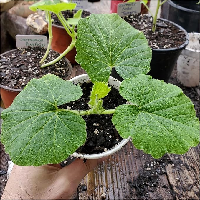 Seed Needs Pumpkin Seeds for Planting Atlantic Giant Pumpkins - Non-GMO Heirloom & Untreated Cucurbita Vegetable Seed to Plant an Outdoor Autumn Home Grown Veggie Garden (1 Pack)