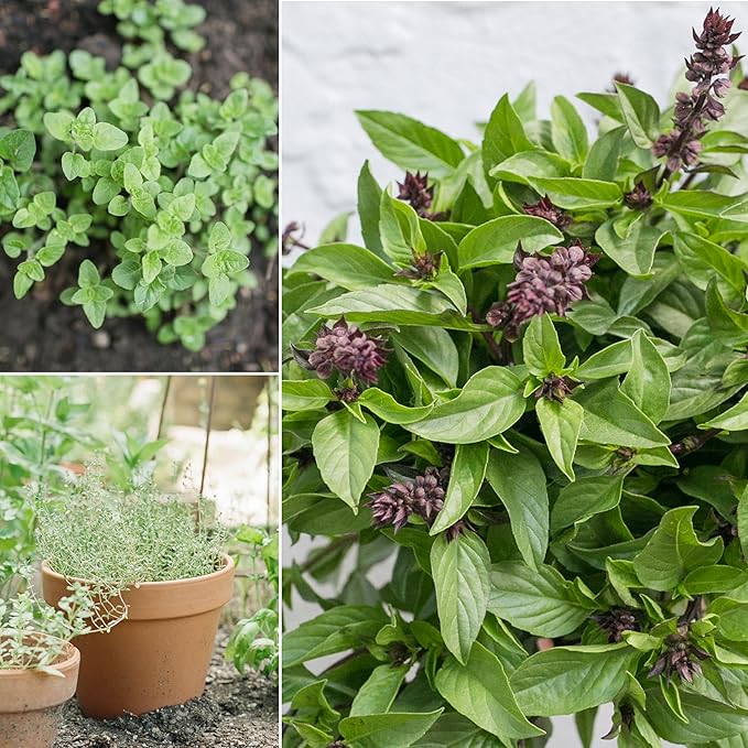 Sereniseed Certified Organic Herb Seeds (20-Pack) – Non GMO, Heirloom – Seed Starting Video – Basil, Cilantro, Oregano, Thyme, Parsley, Lavender, Chives, Sage, Dill Seeds for Indoor & Outdoor Planting