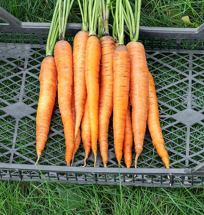 TKE Farms & Gardens - Imperator 58 Carrot Seeds for Planting, 1000+ Heirloom Non-GMO Vegetable Variety, Raised Bed Friendly, Instructions Included