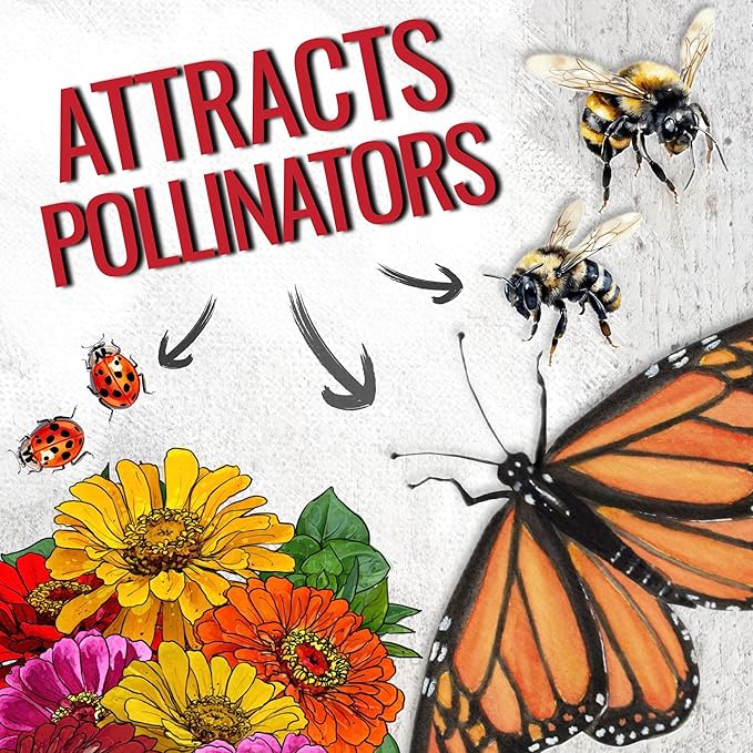 Seed Needs Zinnia Seeds for Planting California Giants Zinnias - Heirloom & Open Pollinated Annual Wildflowers to Grow a Butterfly Garden to Attract Pollinators (5 Packs)