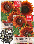 Seed Needs Sunflower Seeds for Planting Velvet Queen Sunflowers - Heirloom & Open Pollinated Flower Seed to Plant an Outdoor Butterfly Garden (2 Packs)
