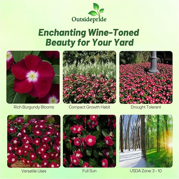 Outsidepride Burgundy Periwinkle Seeds for Planting – 50 Pcs Annual, Fast-Blooming, Heat & Drought Tolerant Vinca Flower Seeds with Vibrant Colors Ideal for Gardens, Beds, Borders & Containers