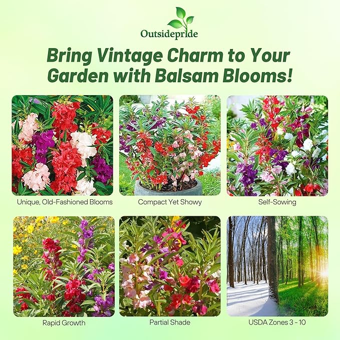 Outsidepride Balsam Impatiens Flower Seeds - 500 Pcs Annual, Compact & Pollinator Friendly, Impatiens Seeds for Planting w/Vibrant, Abundant Blooms for Shade Gardens & Container Displays