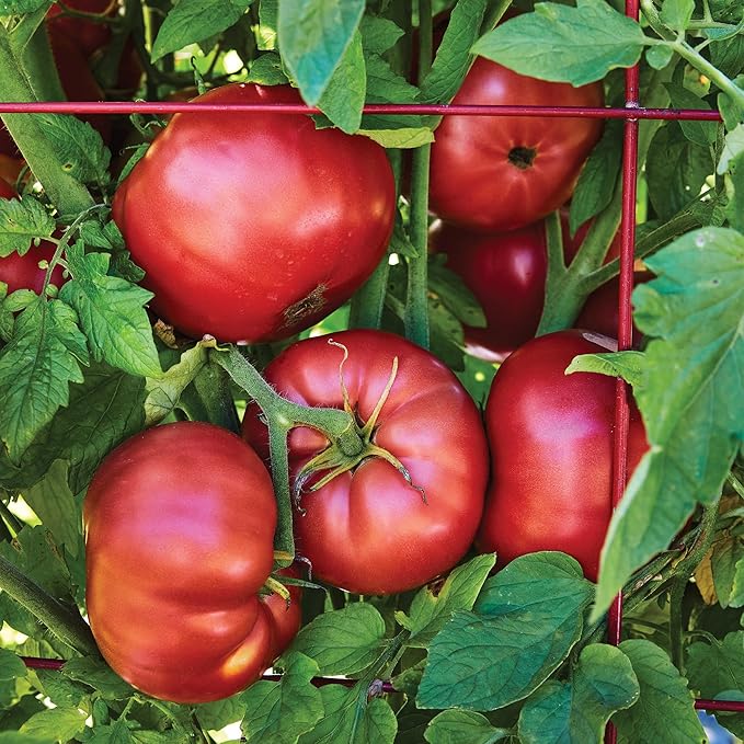 Burpee 'Medium Rare Hybrid' Tomato Seeds for Planting - Non-GMO, Indeterminate, Pink Beefsteak Slicing Tomato, 35mg Seed Packet for Home Garden