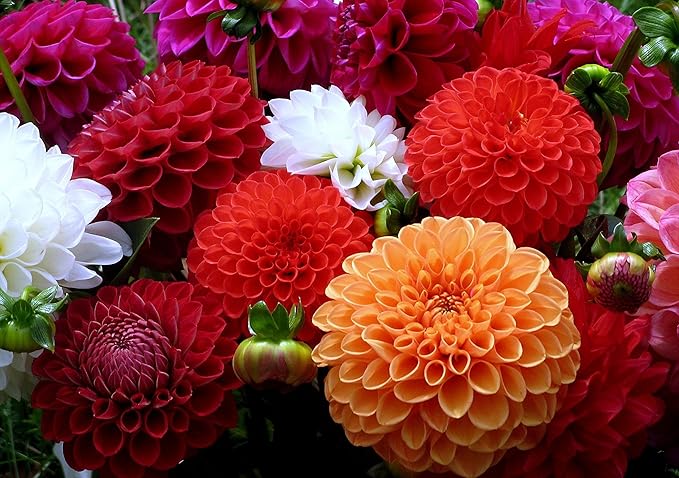 Seeds Dahlia Pompon Mix Flower Annual Beautiful Outdoor Garden Cut for Planting Non GMO