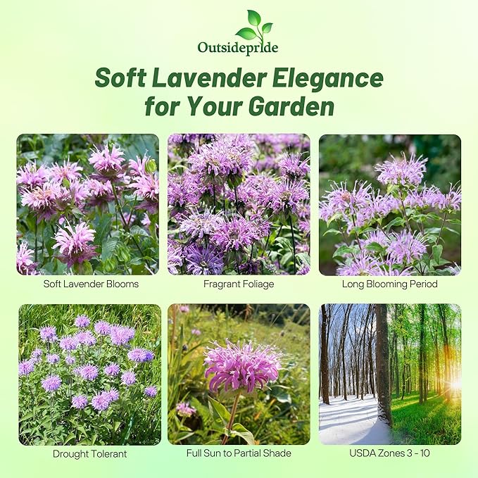 Outsidepride Wild Bergamot Seeds - 2000 Pcs Perennial, Easy to Grow & Pollinator Friendly Monarda Fistulosa Flower Seeds for Planting Aromatic Leaves & Edible Blooms, Ideal for Teas & Potpourri