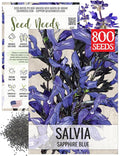 Seed Needs Sapphire Blue Sage Seeds for Planting - Heirloom & Open Pollinated Salvia - Grow a Butterfly Garden with Perennial Flowering Plants (1 Pack)